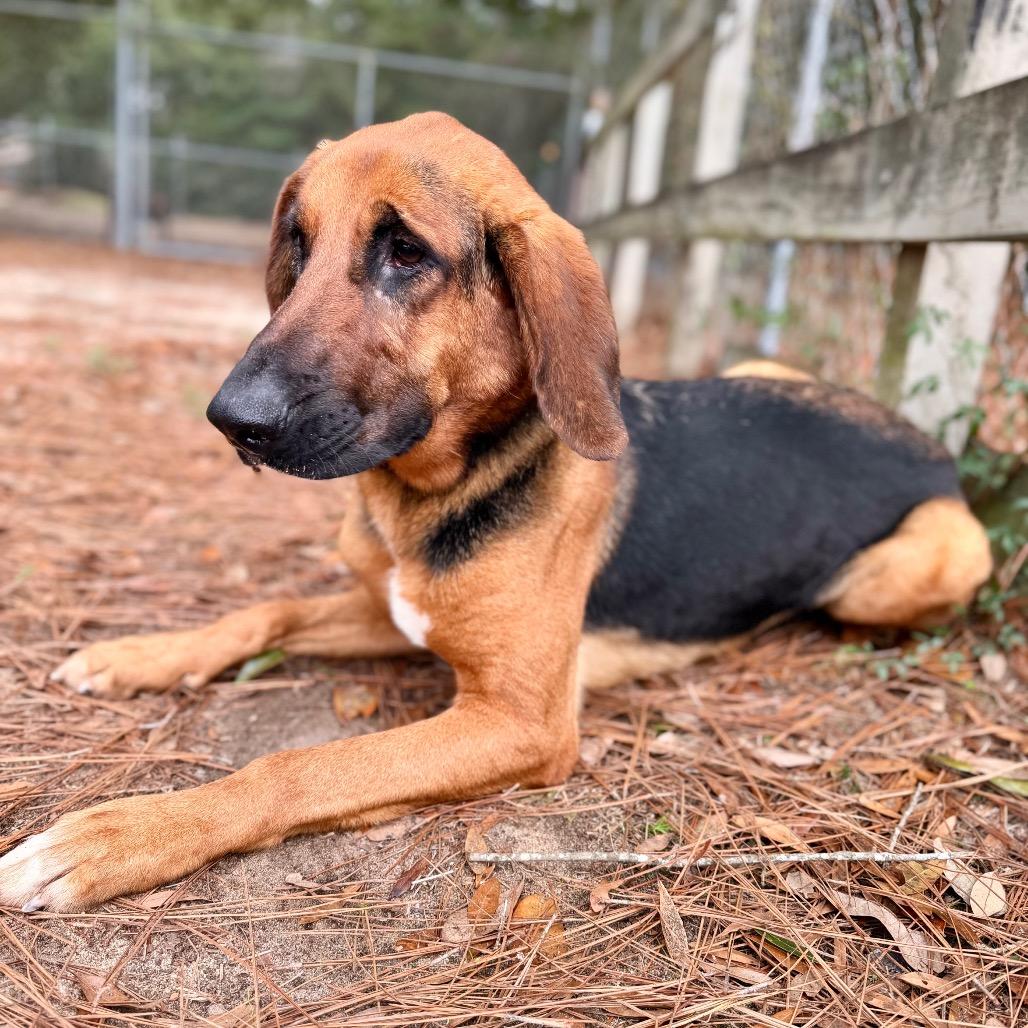 Fancy, a Adoptable Mixed Breed in Milton, FL image 1/2