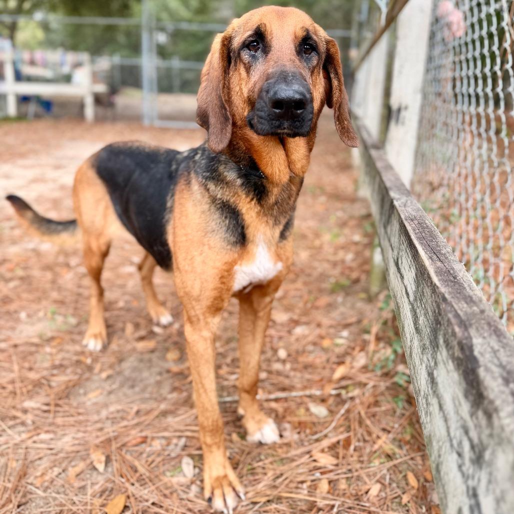Fancy, a Adoptable Mixed Breed in Milton, FL image 2/2