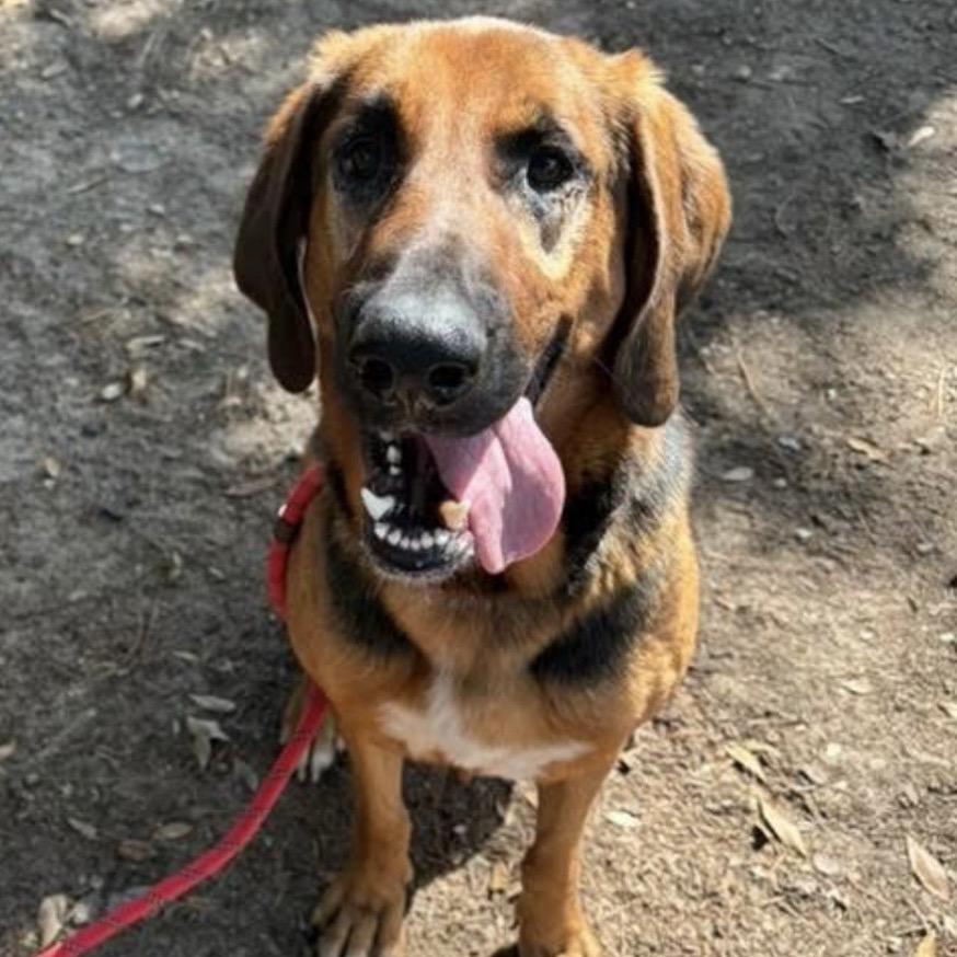 Enlarge Fancy, a Adoptable Mixed Breed in Milton, FL image 3/3