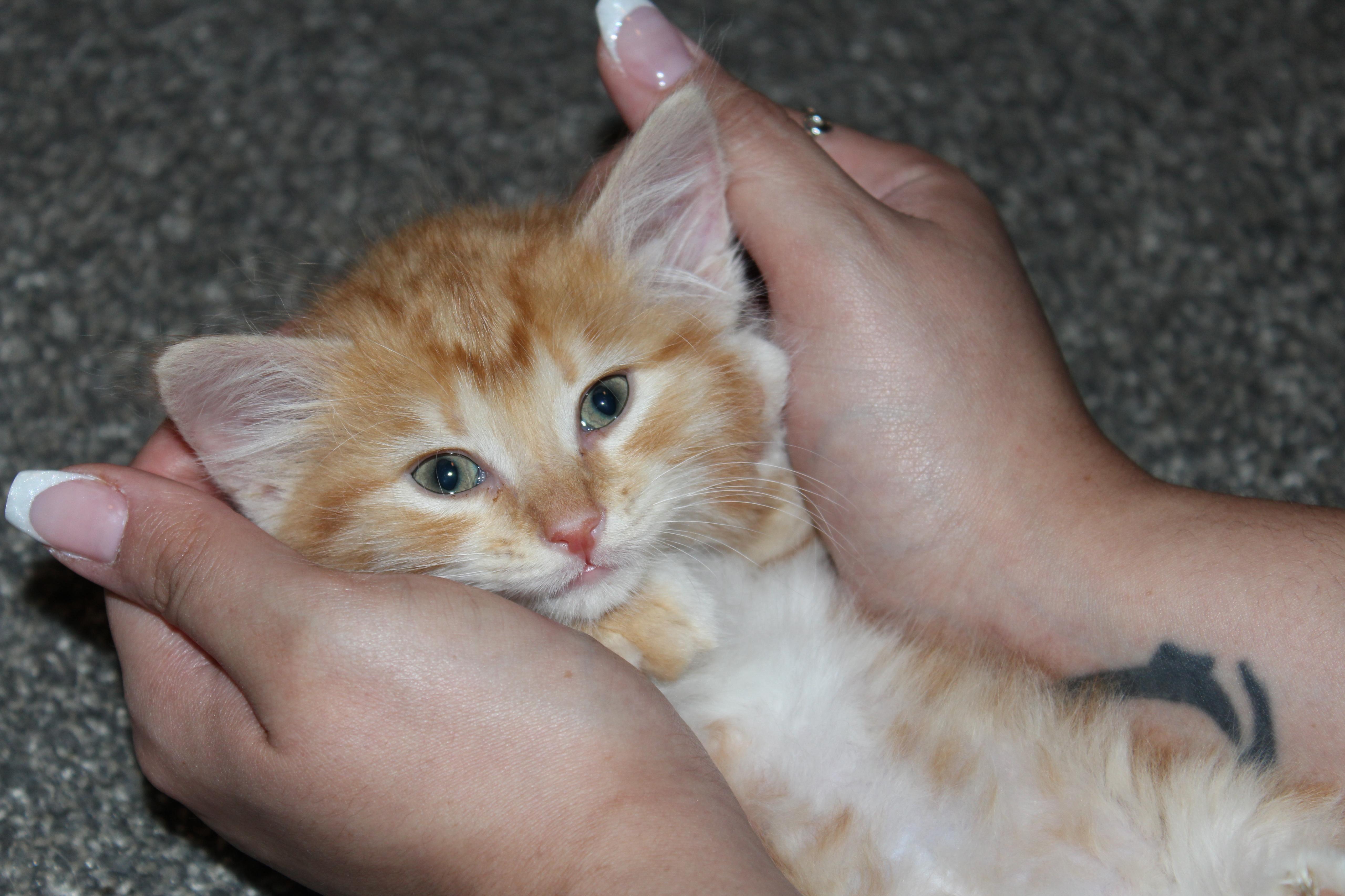 Enlarge Grover Underwood, a Adopted Domestic Medium Hair in St Petersburg, FL image 1/4