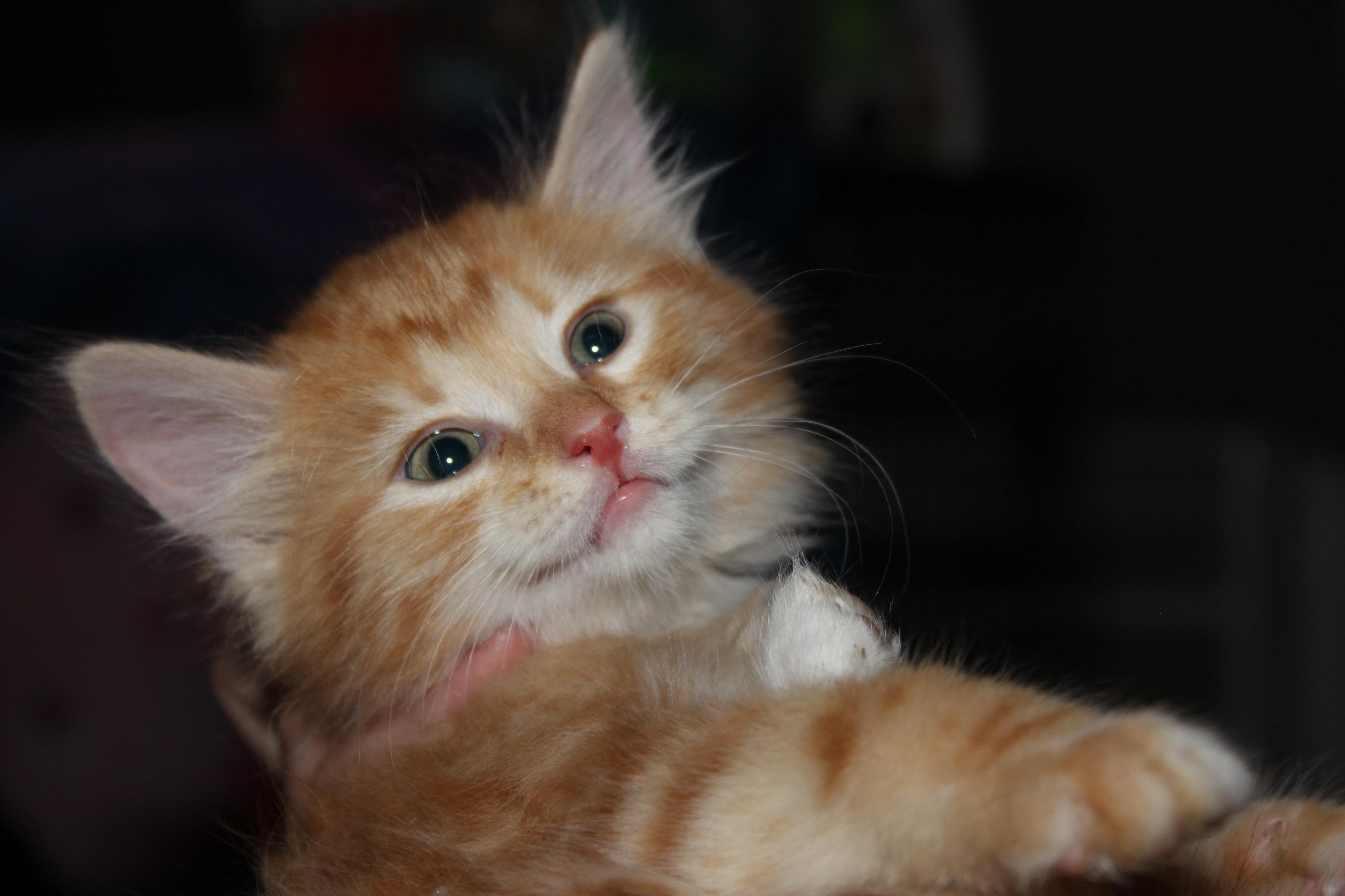 Enlarge Grover Underwood, a Adopted Domestic Medium Hair in St Petersburg, FL image 2/4