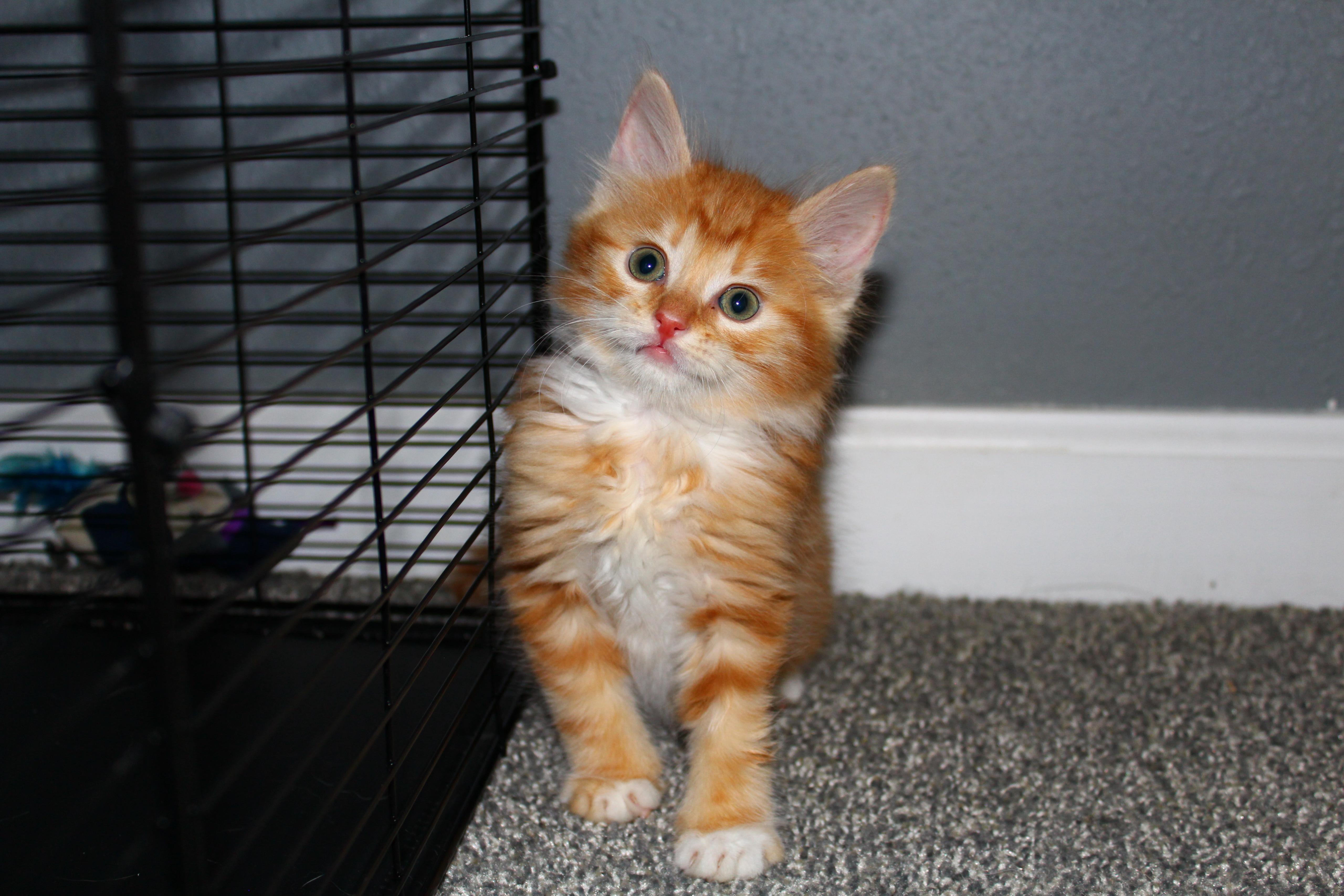 Enlarge Grover Underwood, a Adopted Domestic Medium Hair in St Petersburg, FL image 3/4