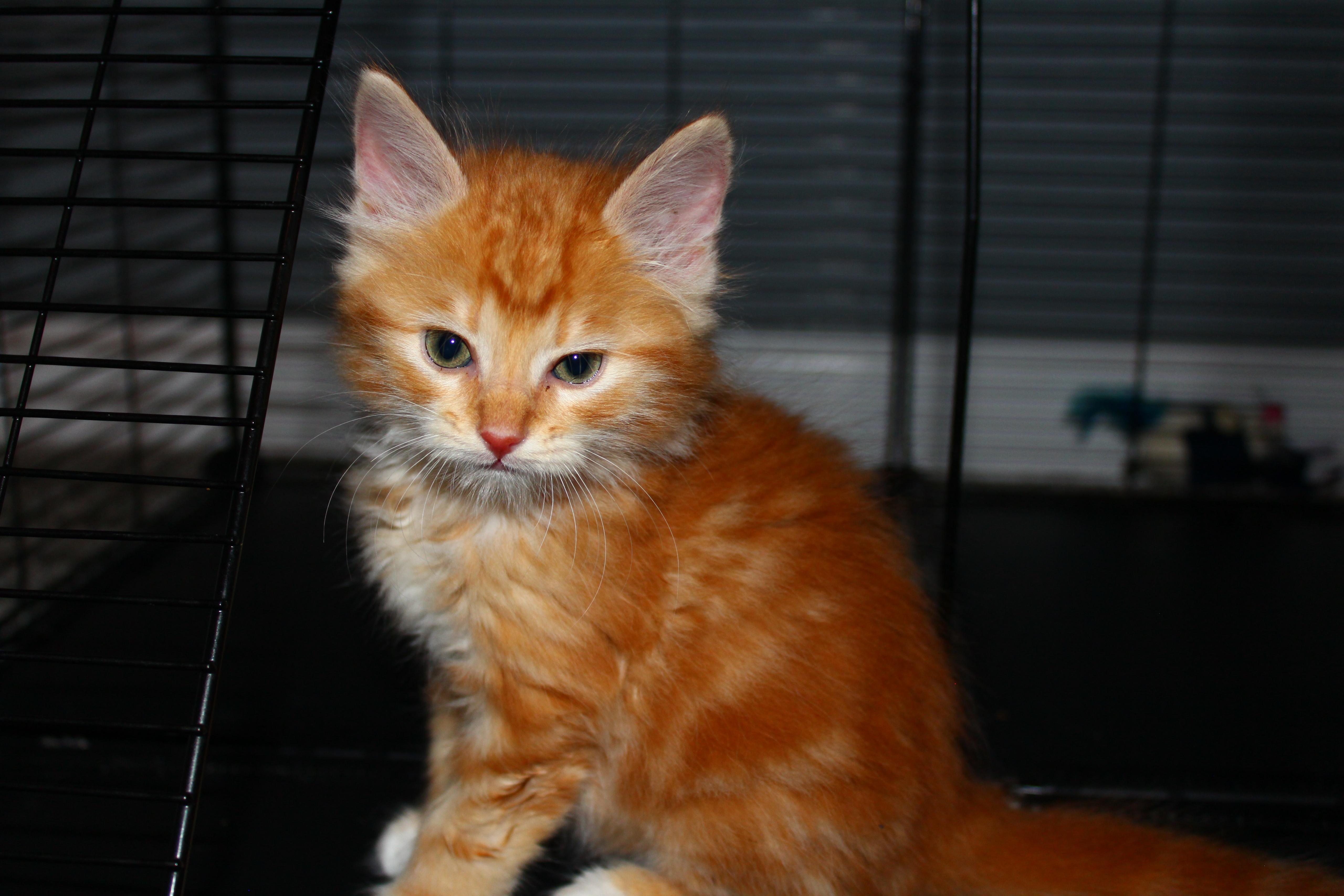 Enlarge Grover Underwood, a Adopted Domestic Medium Hair in St Petersburg, FL image 4/4