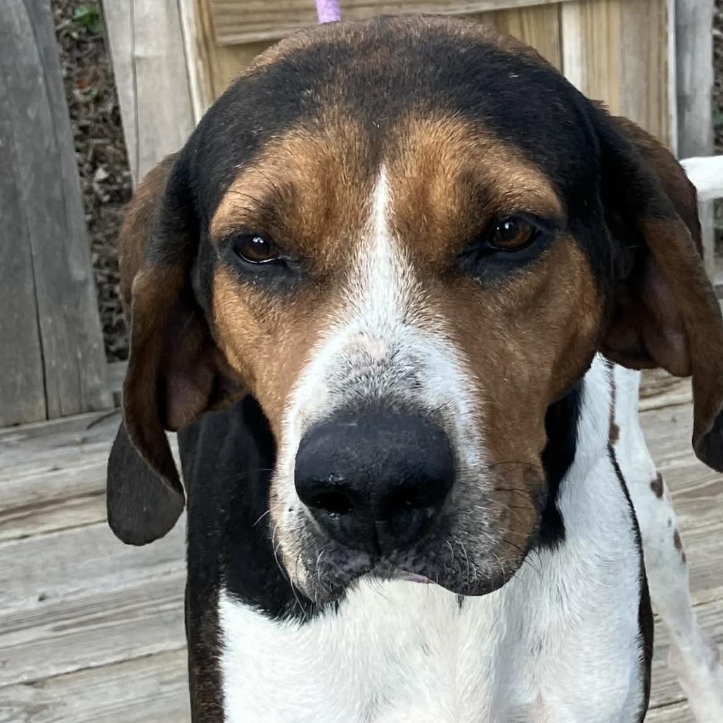 Enlarge Jingle, a Adoptable Coonhound in Pulaski, TN image 1/2