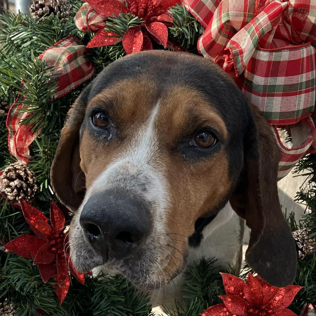 Enlarge Jingle, a Adoptable Coonhound in Pulaski, TN image 2/2