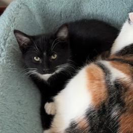 Tux, Adoptable, Young Male Domestic Short Hair.