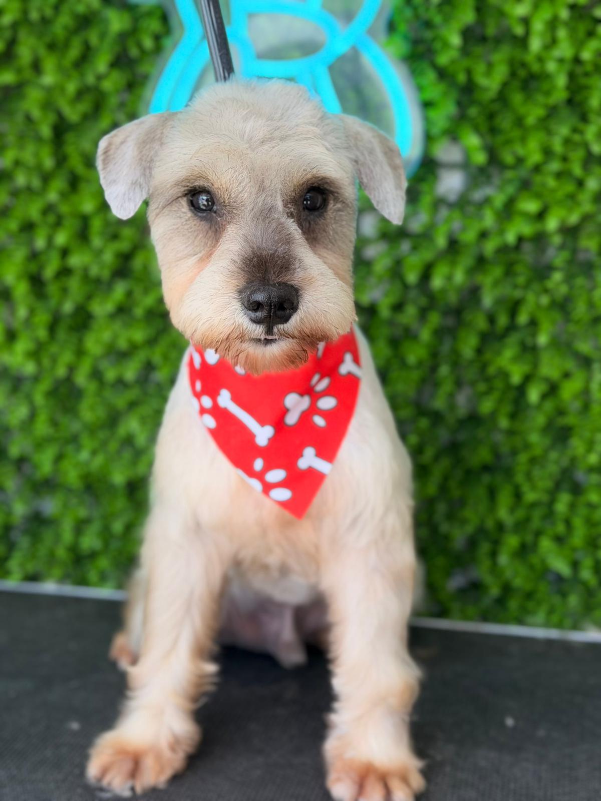 Coquito, Adopted, Adult Male Schnauzer.