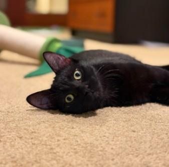 Enlarge Watermelon, a Adoptable Domestic Short Hair in Andover, MN image 3/6