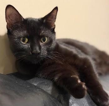 Enlarge Watermelon, a Adoptable Domestic Short Hair in Andover, MN image 2/6