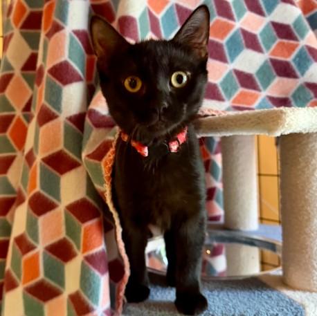 Enlarge Watermelon, a Adoptable Domestic Short Hair in Andover, MN image 5/6
