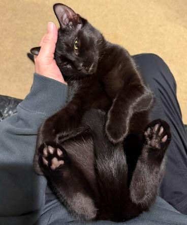 Enlarge Watermelon, a Adoptable Domestic Short Hair in Andover, MN image 1/6