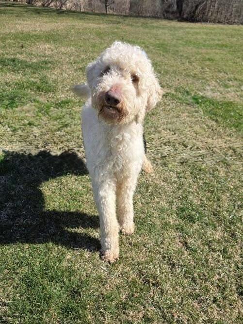 Enlarge Mason, an adopted Goldendoodle in Orland Park, IL image 1/6
