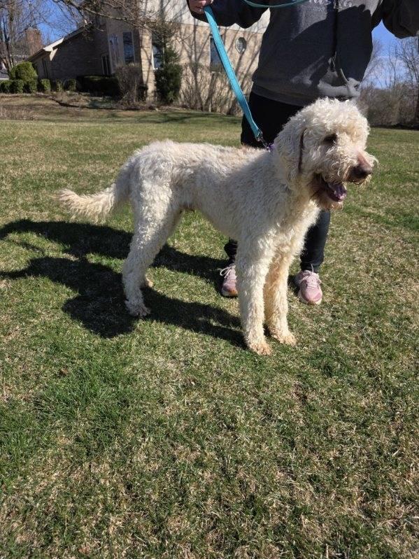 Enlarge Mason, an adopted Goldendoodle in Orland Park, IL image 4/6