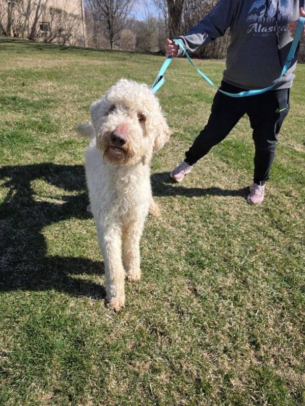 Enlarge Mason, an adopted Goldendoodle in Orland Park, IL image 3/6