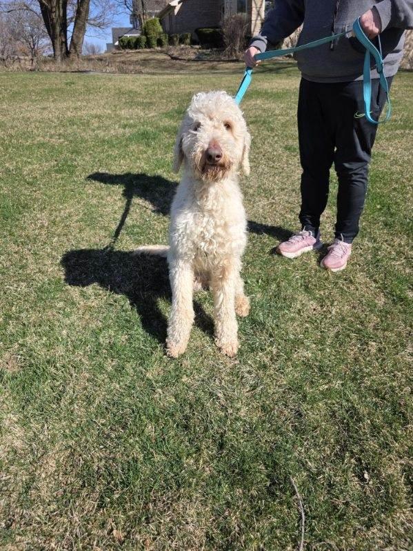 Enlarge Mason, an adopted Goldendoodle in Orland Park, IL image 5/6