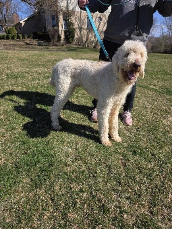 Enlarge Mason, an adopted Goldendoodle in Orland Park, IL image 6/6