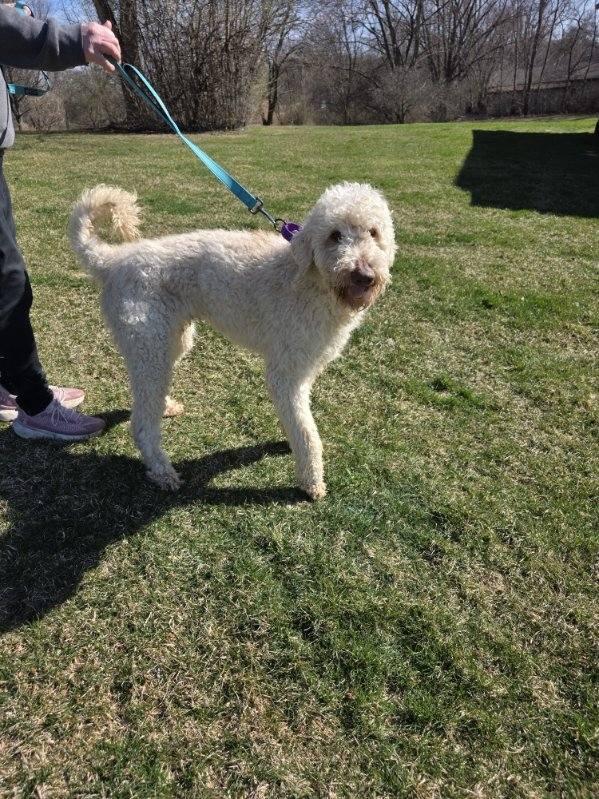 Enlarge Mason, an adopted Goldendoodle in Orland Park, IL image 2/6