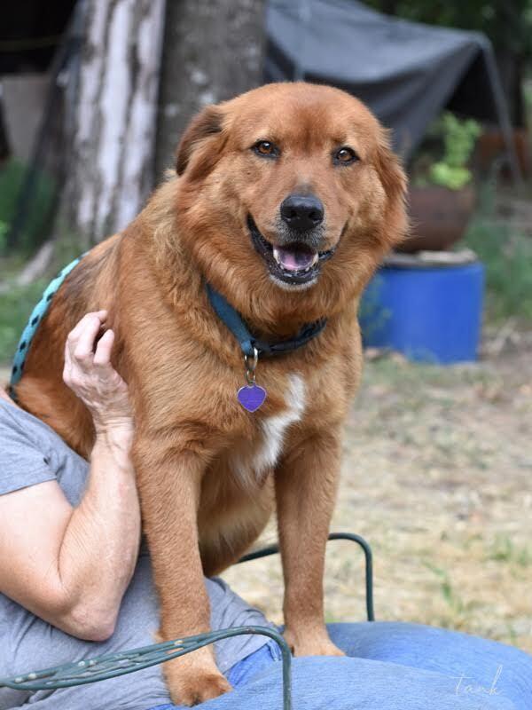 Enlarge Tank (Trinity), a Adoptable mixed breed in Brewster , NY image 1/3