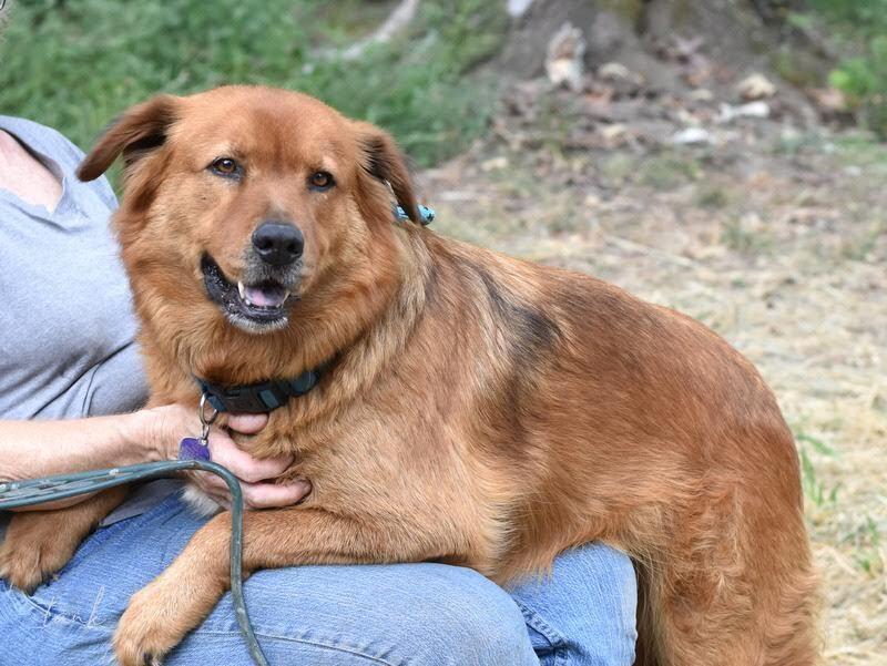 Enlarge Tank (Trinity), a Adoptable mixed breed in Brewster , NY image 2/3