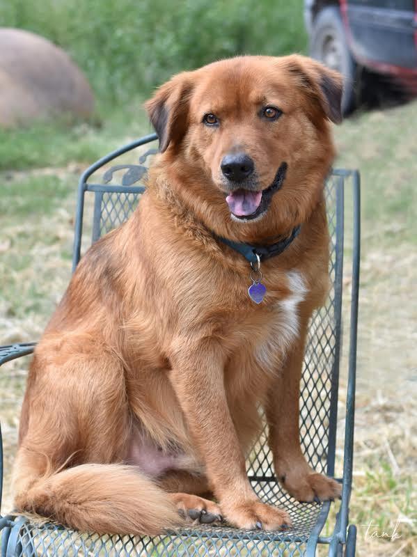Enlarge Tank (Trinity), a Adoptable mixed breed in Brewster , NY image 3/3