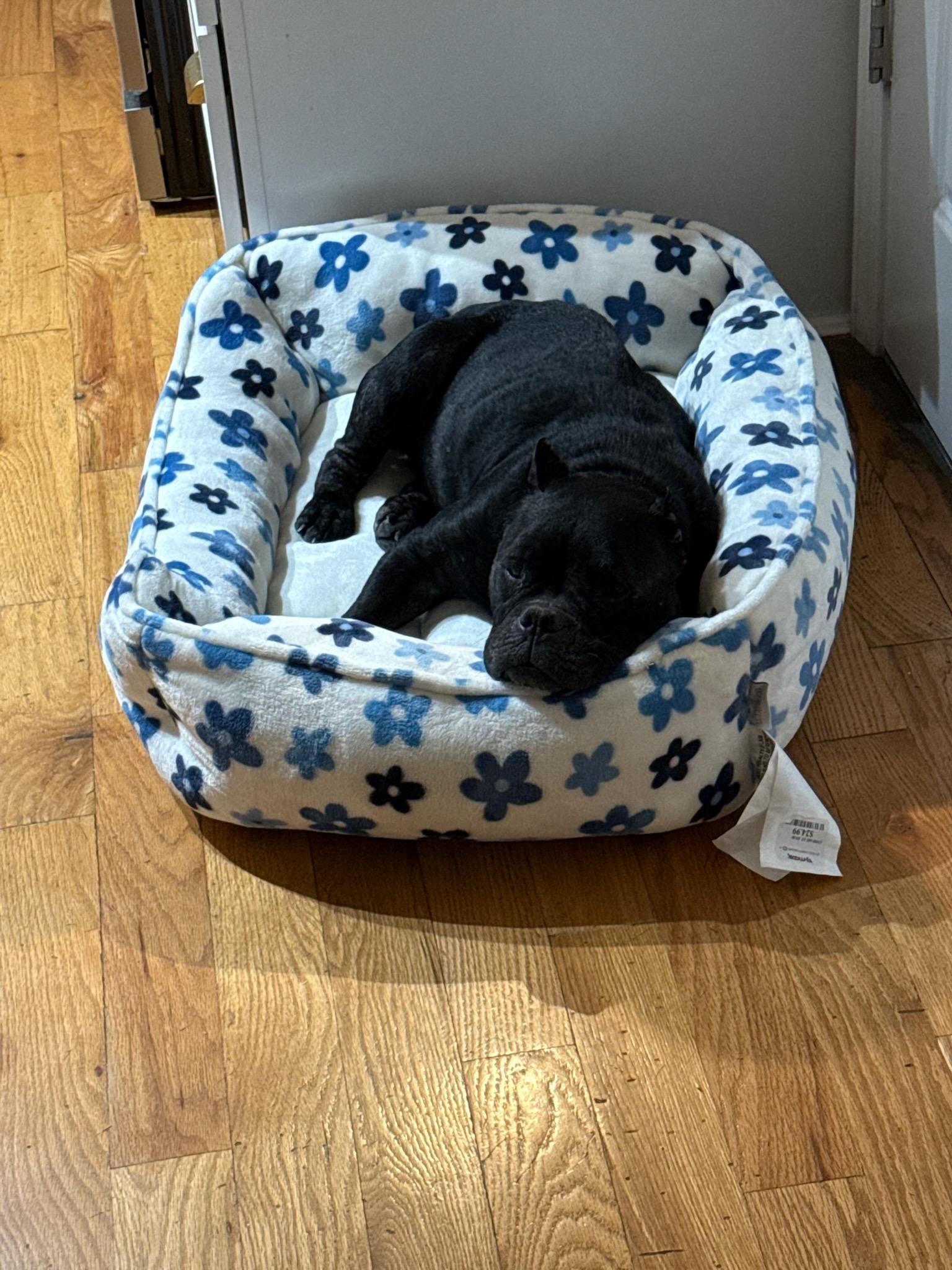 Enlarge Shadow, a Adoptable American Bully in Littleton, CO image 2/5