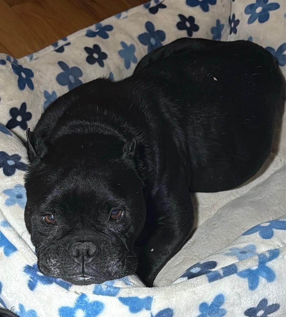 Enlarge Shadow, a Adoptable American Bully in Littleton, CO image 3/5