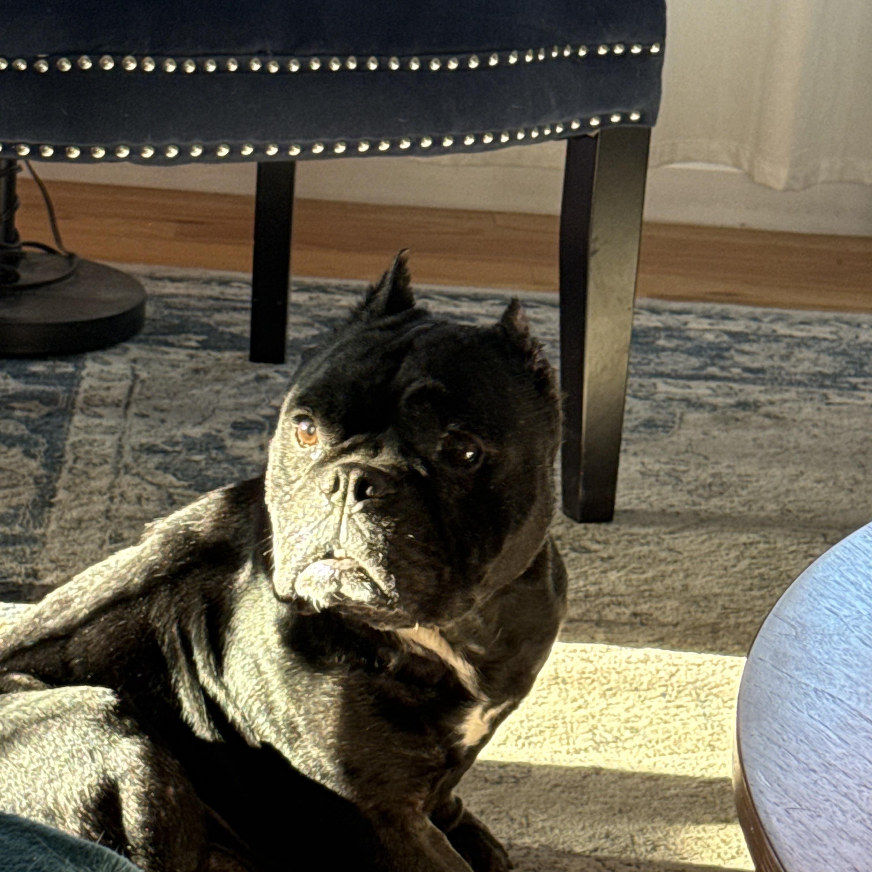 Enlarge Shadow, a Adoptable American Bully in Littleton, CO image 4/5