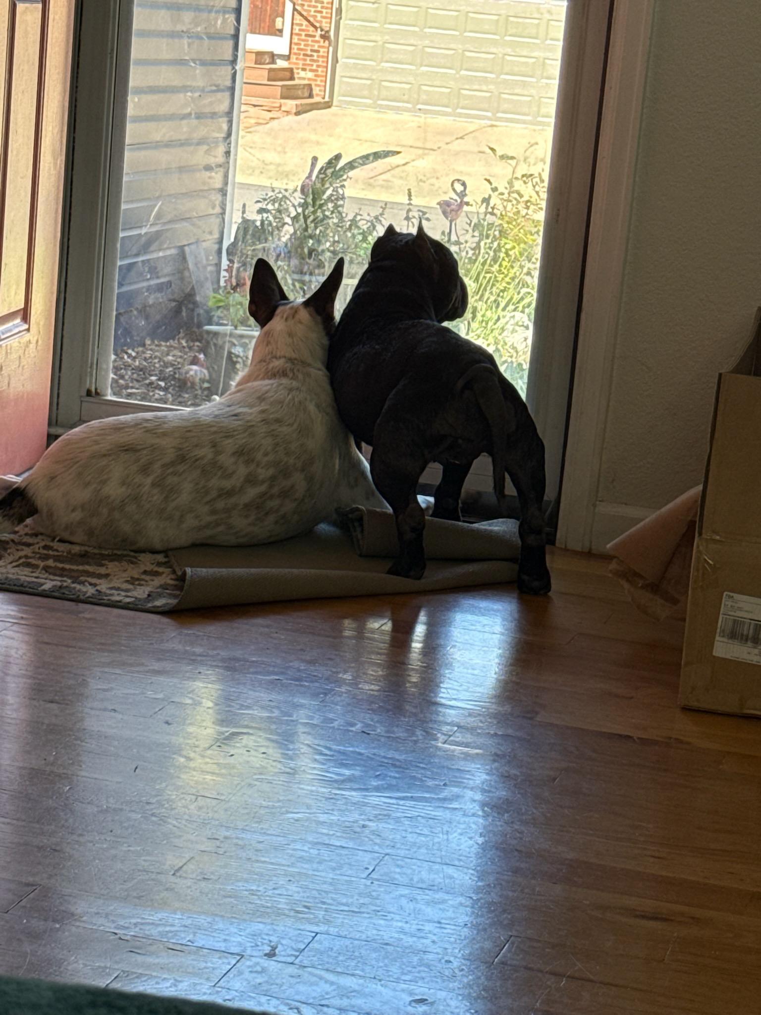 Enlarge Shadow, a Adoptable American Bully in Littleton, CO image 5/5