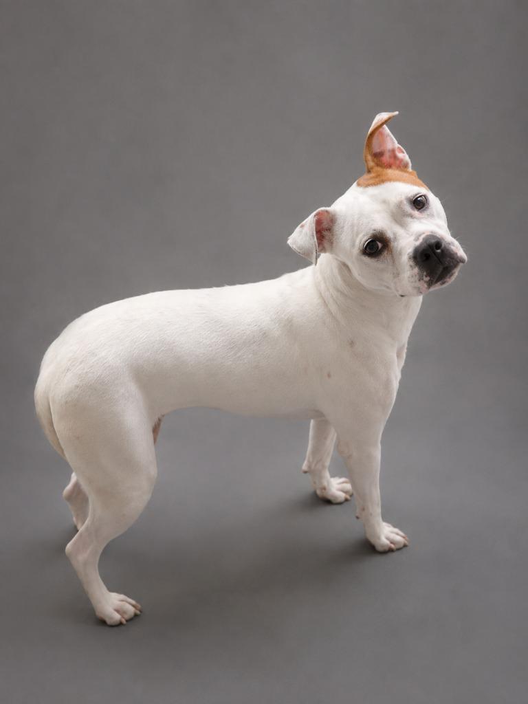 Bella, Adoptable, Puppy Female American Staffordshire Terrier & Mixed Breed.