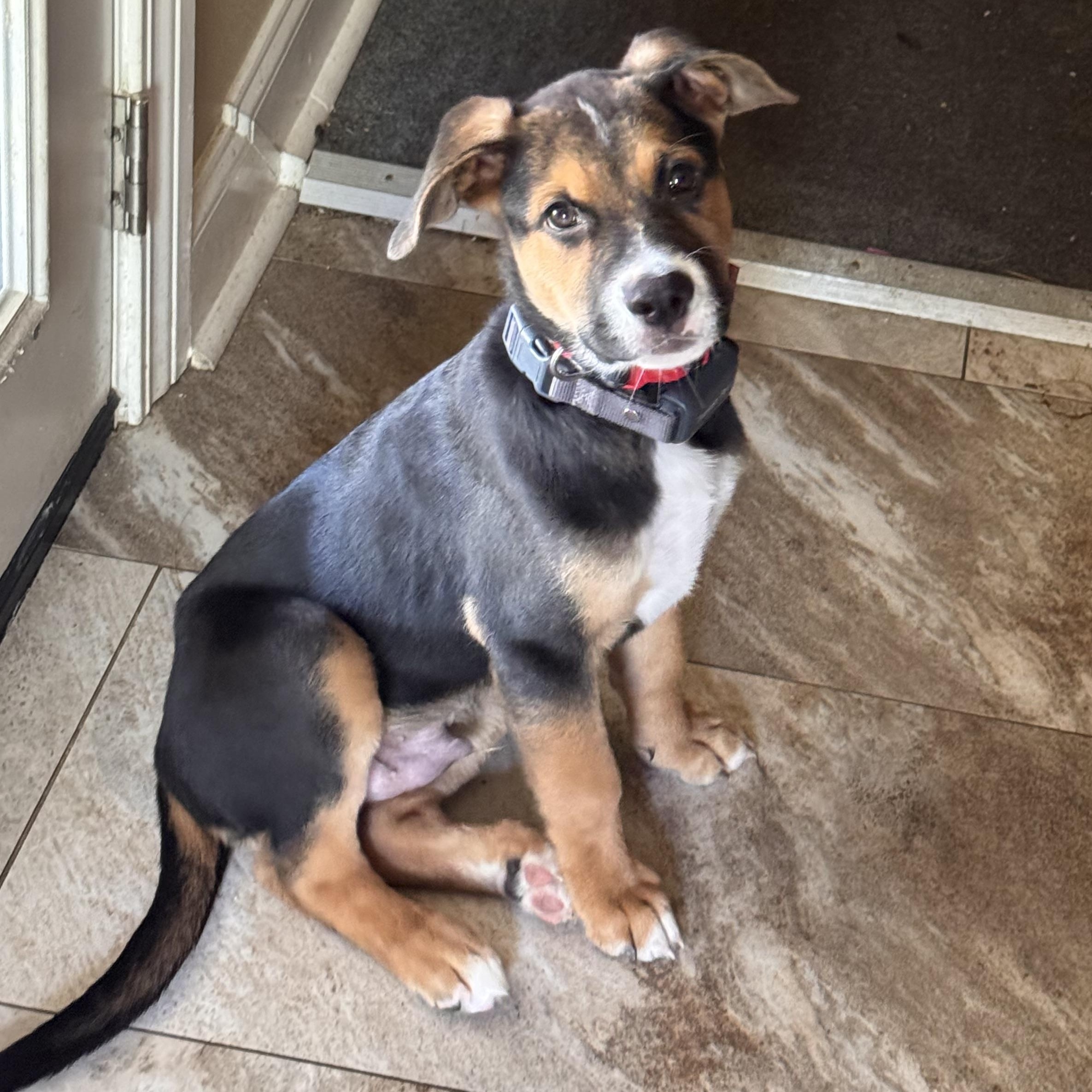 Memphis, Adoptable, Puppy Male Australian Shepherd.