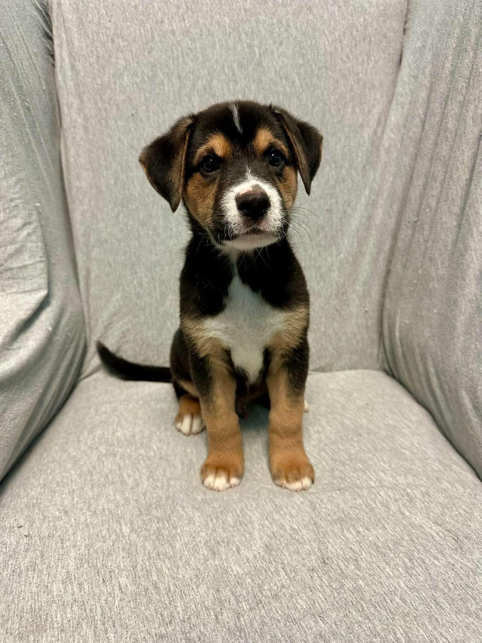 Enlarge Memphis, a Adoptable mixed breed in Walker, LA image 3/5