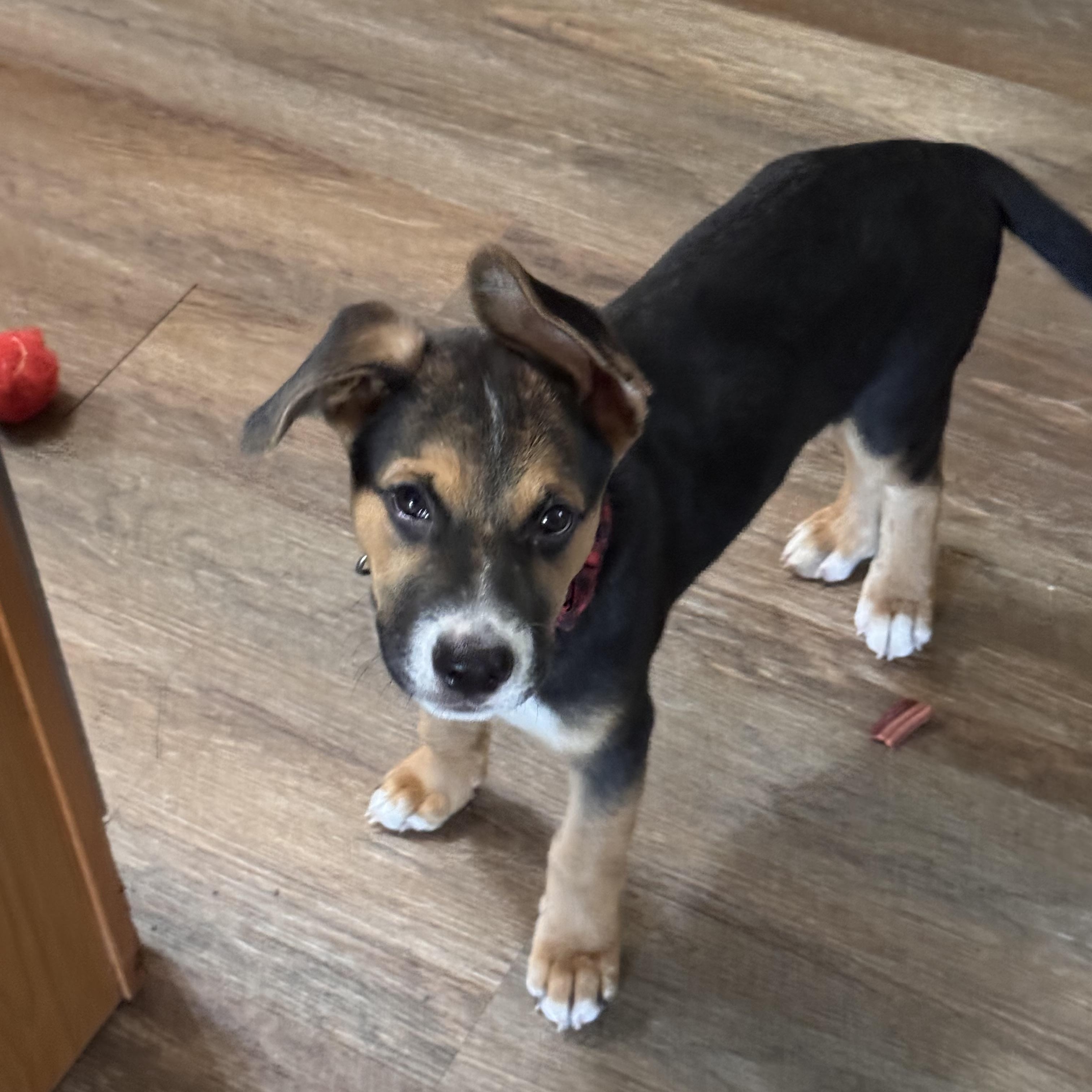 Enlarge Memphis, a Adoptable mixed breed in Walker, LA image 2/5