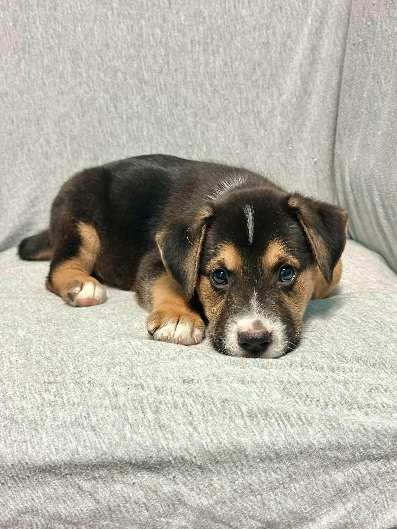 Enlarge Memphis, a Adoptable mixed breed in Walker, LA image 4/5