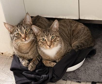 Barry, a Adoptable Domestic Short Hair in New York, NY image 3/6