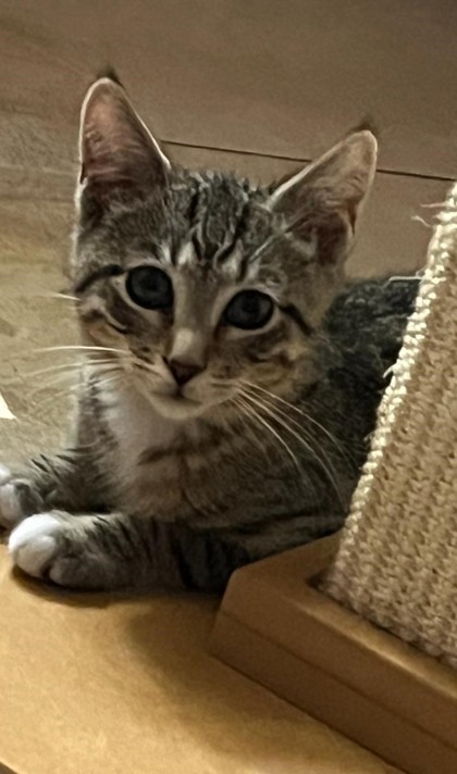 Barry, a Adoptable Domestic Short Hair in New York, NY image 5/6