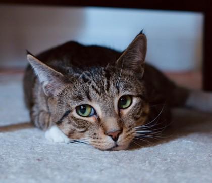 Barry, a Adoptable Domestic Short Hair in New York, NY image 1/6