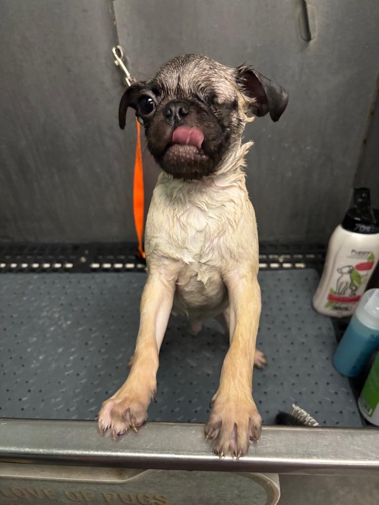 Lumon, Adoptable, Young Male Pug.