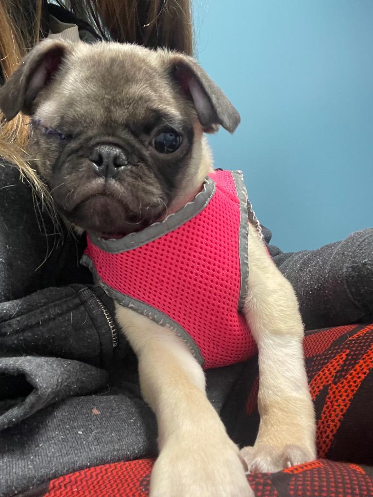 Enlarge Lumon, a Adoptable Pug in Gardena, CA image 2/6