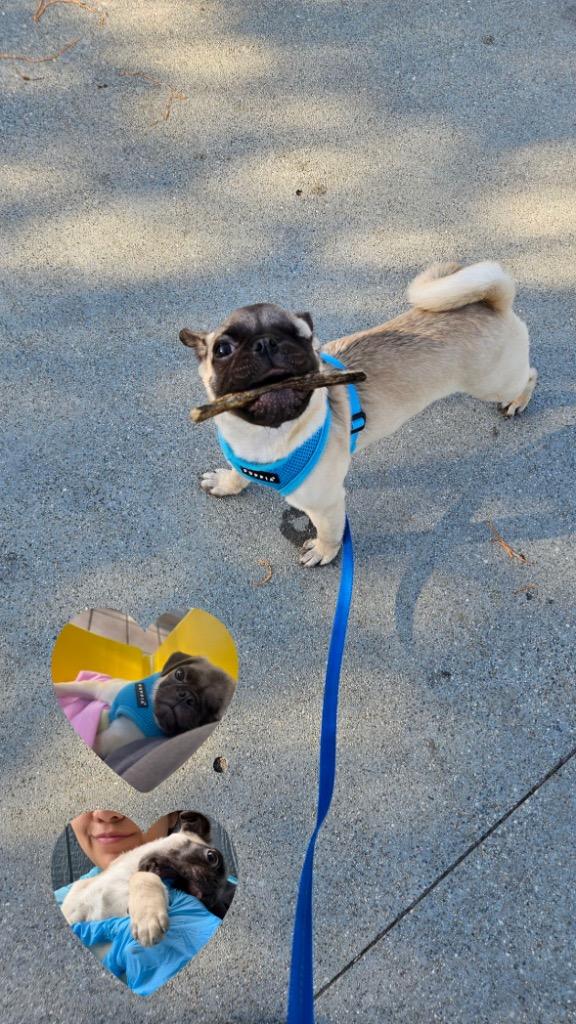 Enlarge Lumon, a Adoptable Pug in Gardena, CA image 3/6