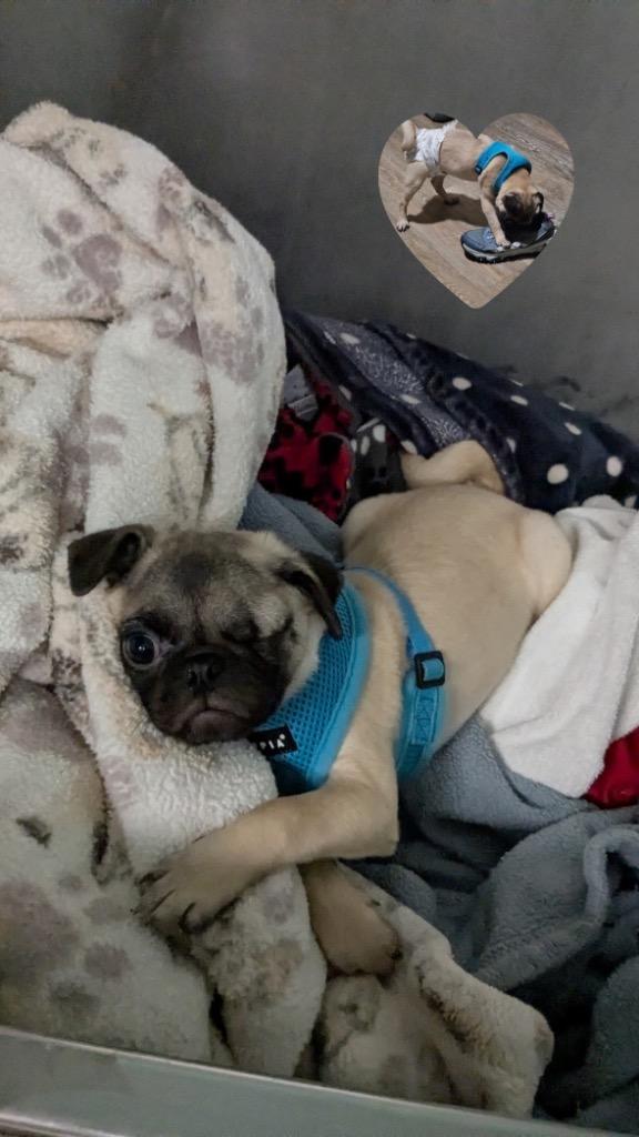 Enlarge Lumon, a Adoptable Pug in Gardena, CA image 4/6