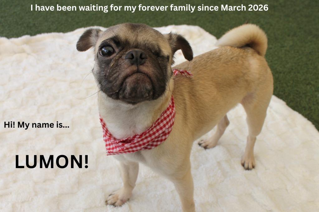 Enlarge Lumon, a Adoptable Pug in Gardena, CA image 5/6