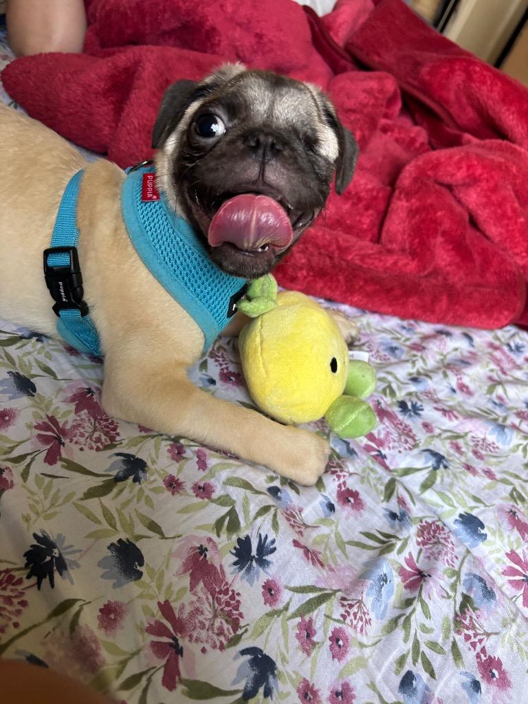 Enlarge Lumon, a Adoptable Pug in Gardena, CA image 6/6
