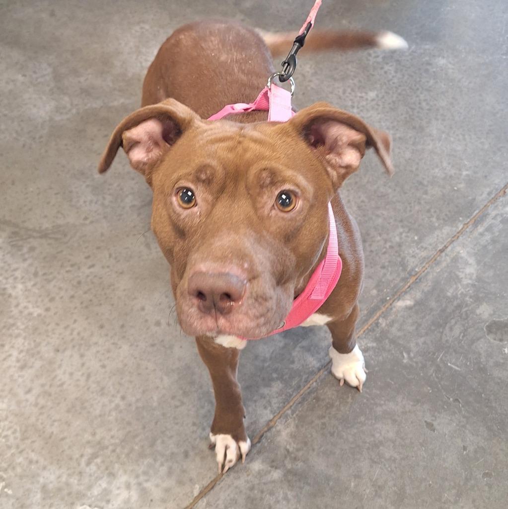 Bunny, Adoptable, Young Female Pit Bull Terrier.