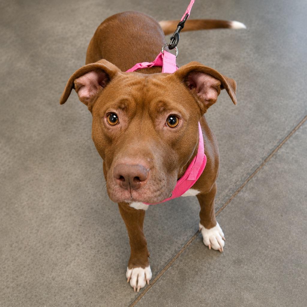 Bunny, a Adoptable Pit Bull Terrier in Gautier, MS image 2/3