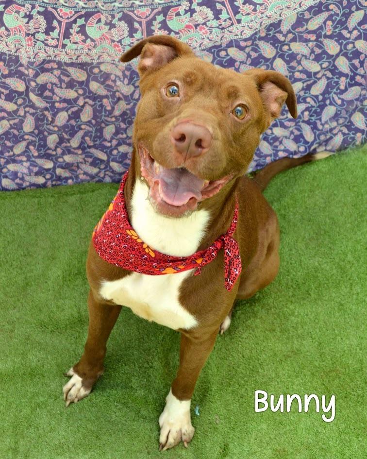 Bunny, a Adoptable Pit Bull Terrier in Gautier, MS image 3/3