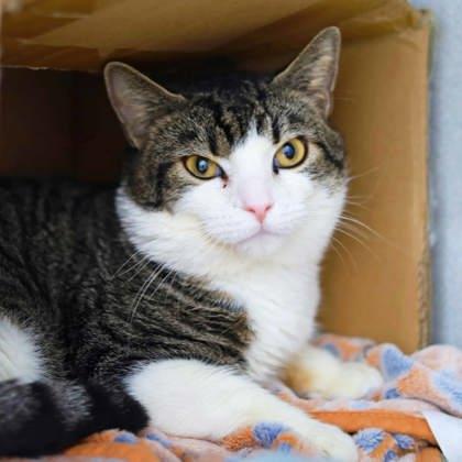 Harvey, Adoptable, Adult Male Domestic Short Hair.