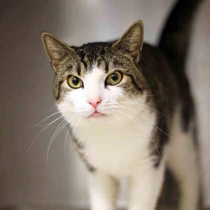 Harvey, Adoptable, Adult Male Domestic Short Hair.