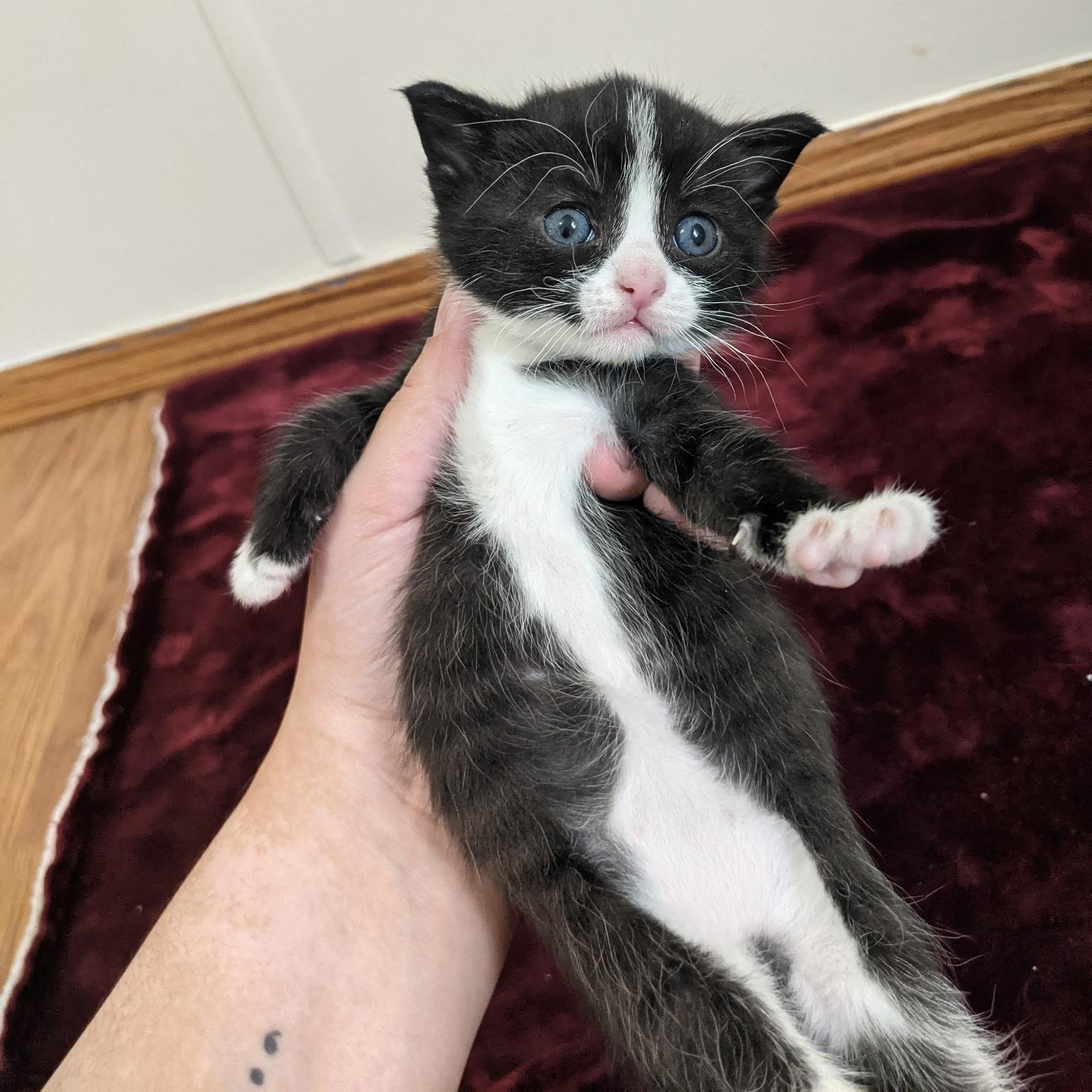 Markiplier, Adoptable, Young Male Domestic Short Hair.