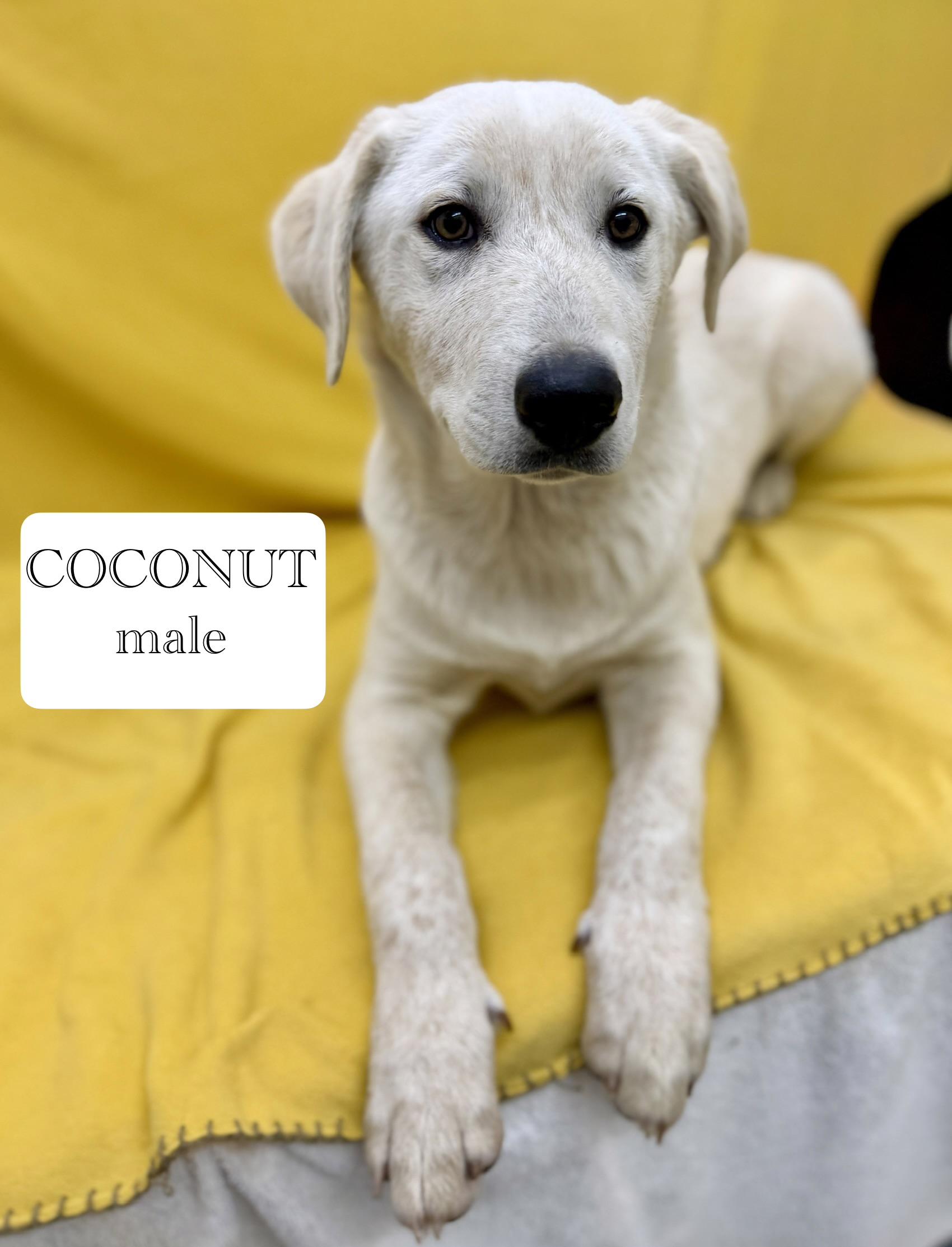 Coconut, a ADOPTABLE mixed breed in Sonora, CA image 1/5