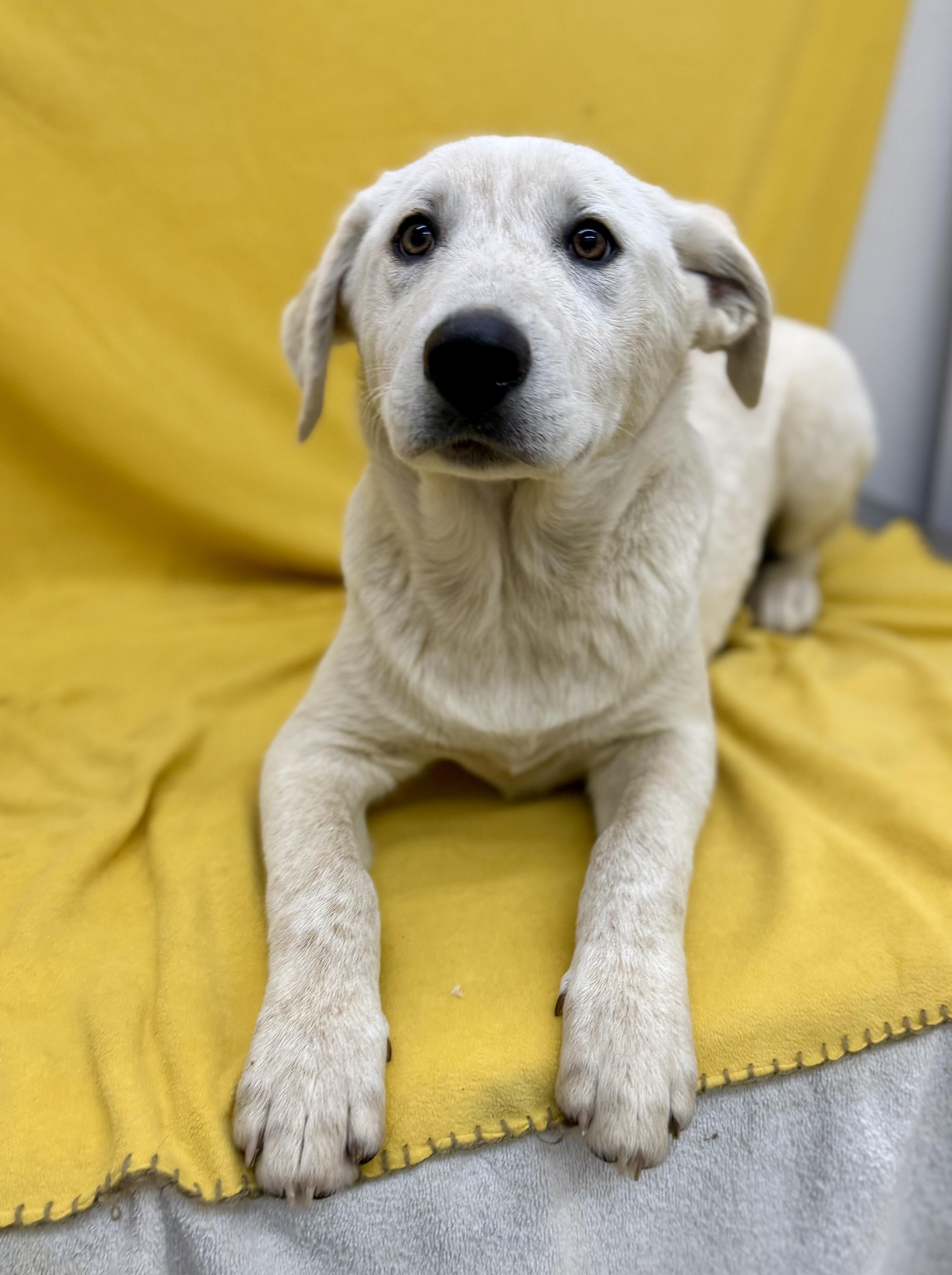 Coconut, a ADOPTABLE mixed breed in Sonora, CA image 5/5